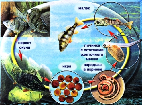 Морские рыбы   фото с названиями для детей (25)