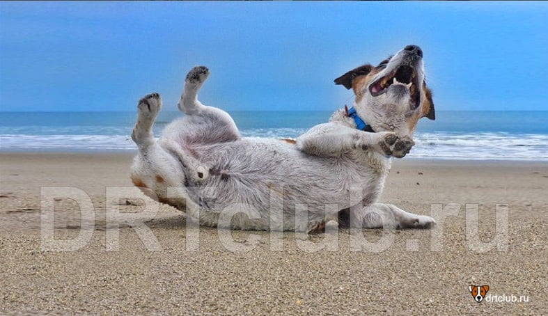 Собака резвится на берегу моря