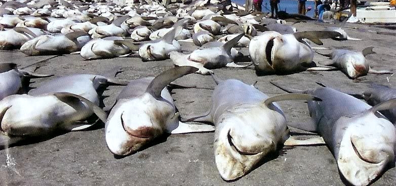 убитые людьми десятки акул на берегу