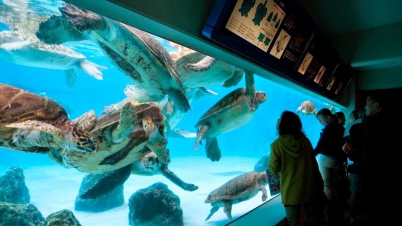 посетители океанариума Окинава Чурауми рассматривают через стекло черепах