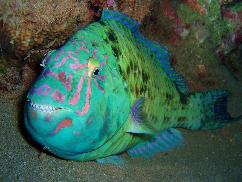 parrotfish-in-the-bottom-pic