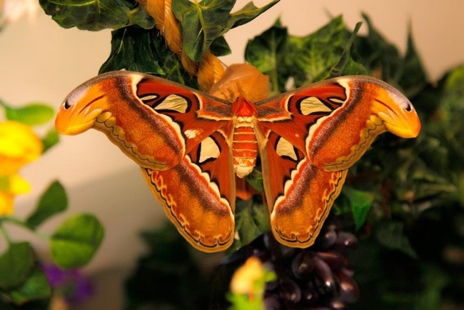 Музеи живых бабочек в Санкт-Петербурге