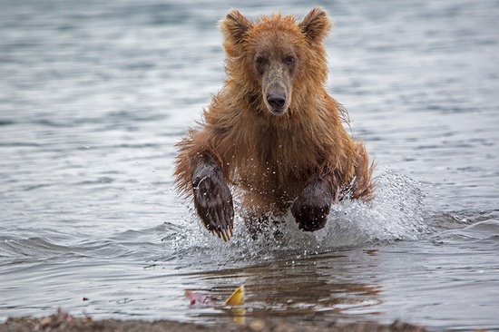Kurilskoye Lake bears, Kamchatka, Russia, photo 10