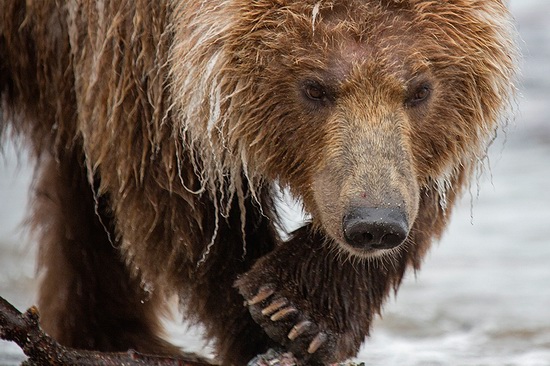 Kurilskoye Lake bears, Kamchatka, Russia, photo 11