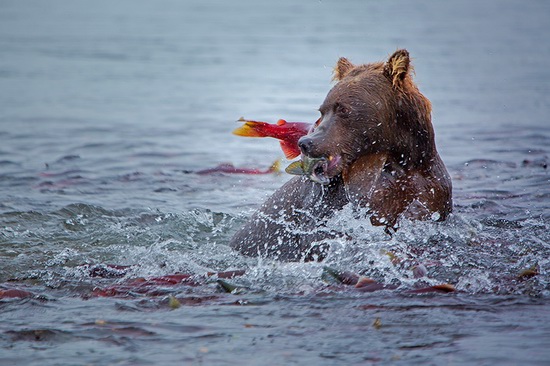 Kurilskoye Lake bears, Kamchatka, Russia, photo 13