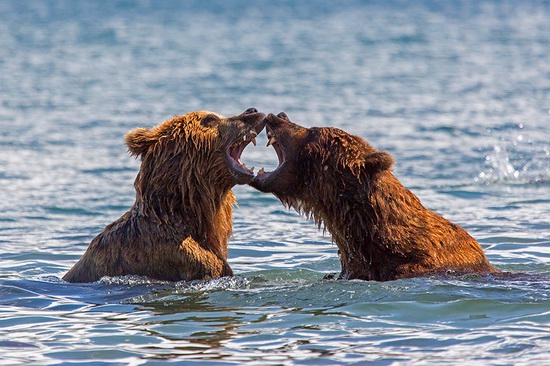 Kurilskoye Lake bears, Kamchatka, Russia, photo 14