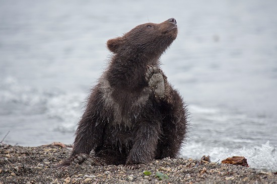 Kurilskoye Lake bears, Kamchatka, Russia, photo 15