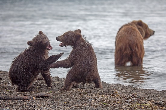 Kurilskoye Lake bears, Kamchatka, Russia, photo 16