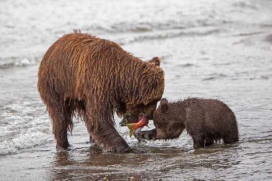 Kurilskoye Lake bears, Kamchatka, Russia, photo 17