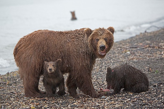 Kurilskoye Lake bears, Kamchatka, Russia, photo 18