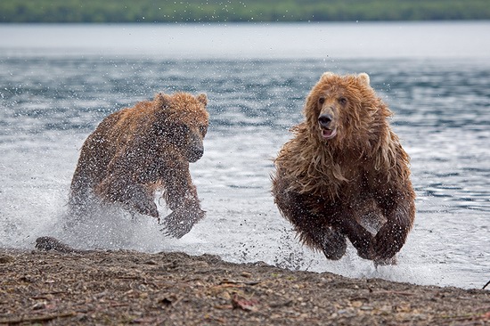 Kurilskoye Lake bears, Kamchatka, Russia, photo 19
