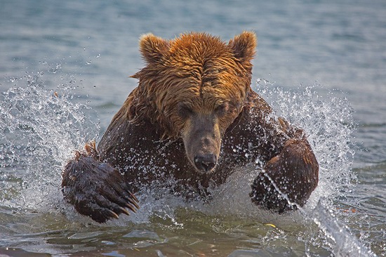 Kurilskoye Lake bears, Kamchatka, Russia, photo 2