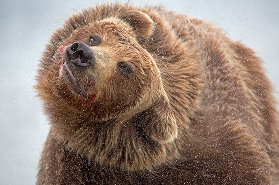 Kurilskoye Lake bears, Kamchatka, Russia, photo 21