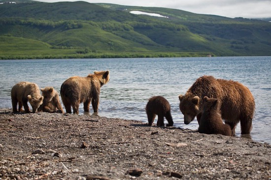 Kurilskoye Lake bears, Kamchatka, Russia, photo 3