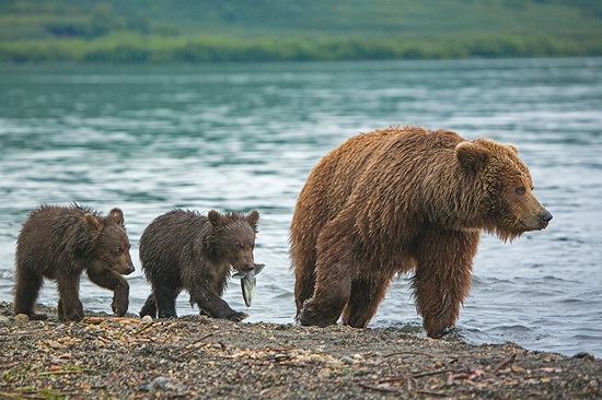 Kurilskoye Lake bears, Kamchatka, Russia, photo 4