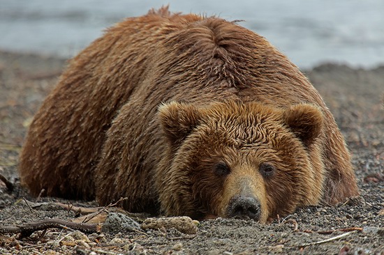 Kurilskoye Lake bears, Kamchatka, Russia, photo 8