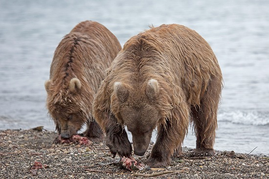 Kurilskoye Lake bears, Kamchatka, Russia, photo 9