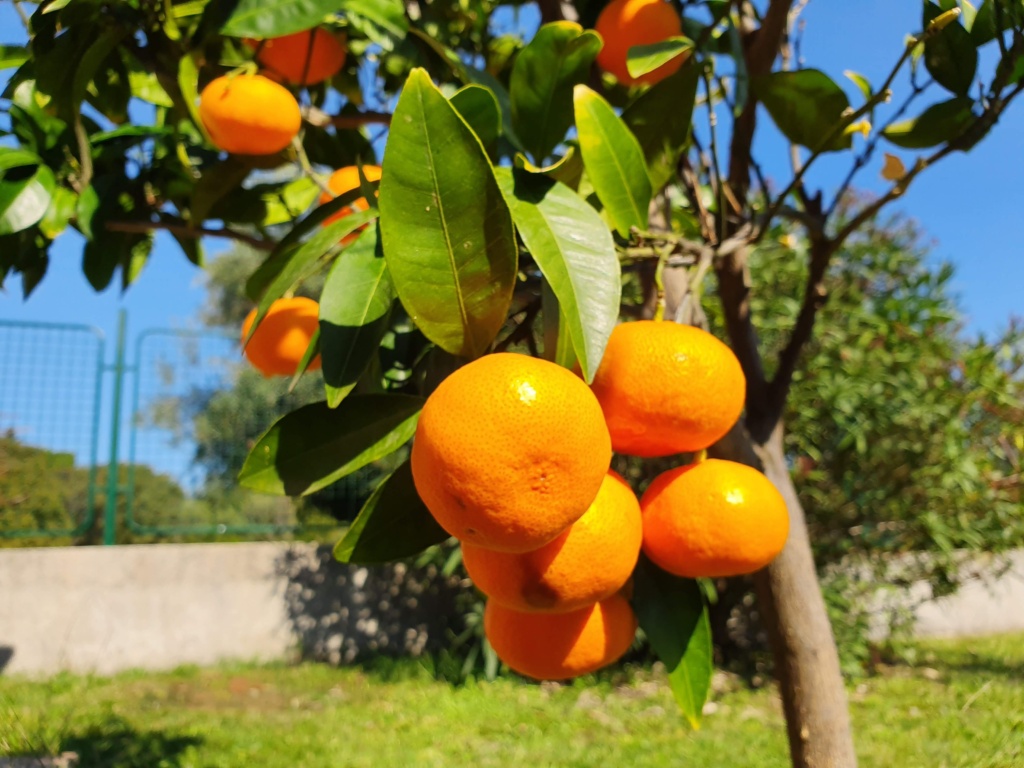 черногория октябрь фрукты