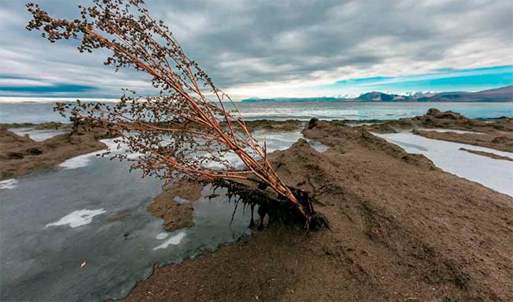 In some areas of North Baikal, a crust of rotten Spirogyra up to 10 m wide covers the once cozy beaches. October 2013. Photo by V. Korotkoruchko