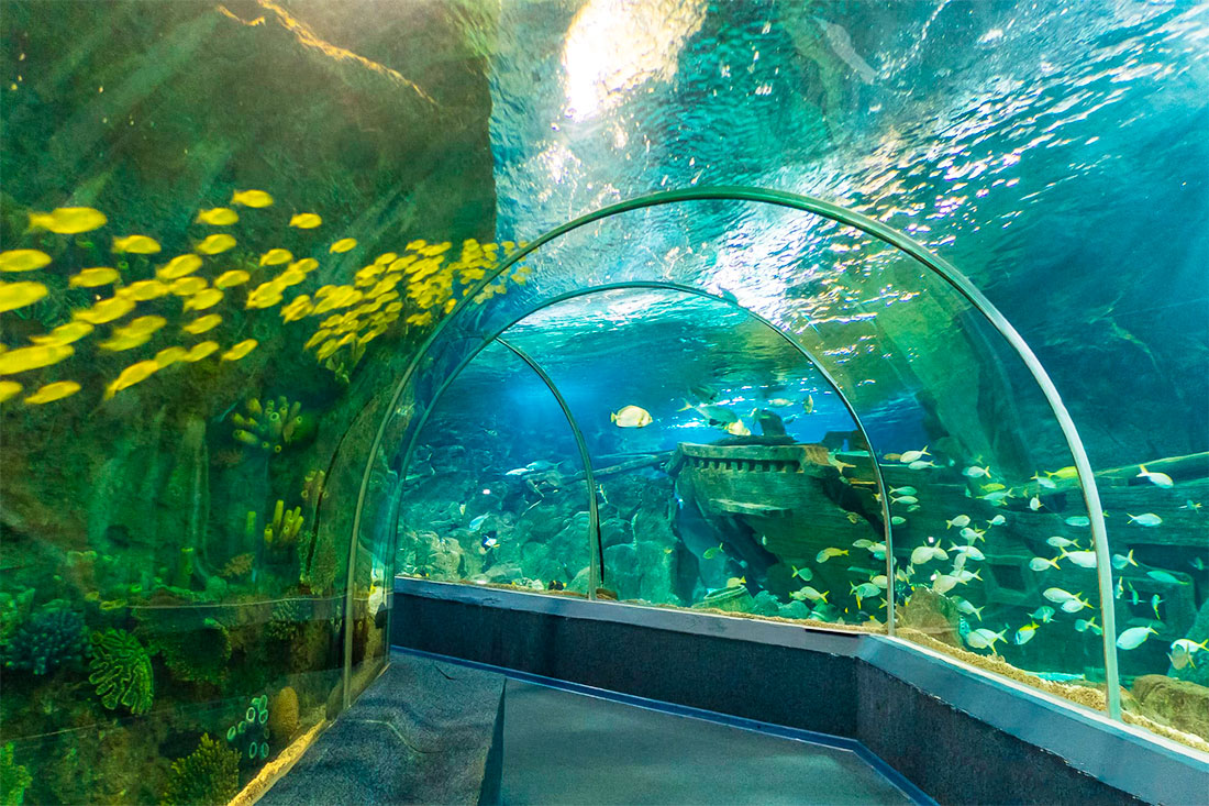 Океанариум Sochi Discovery World Aquarium
