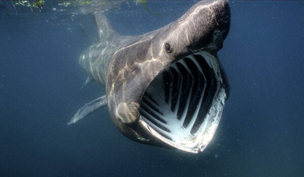 Фото: Гигантская акула под водой