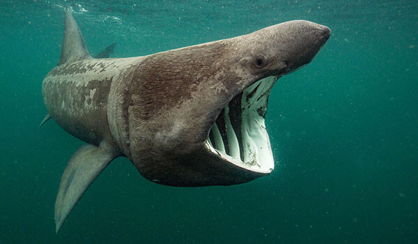 Фото: Гигантская акула