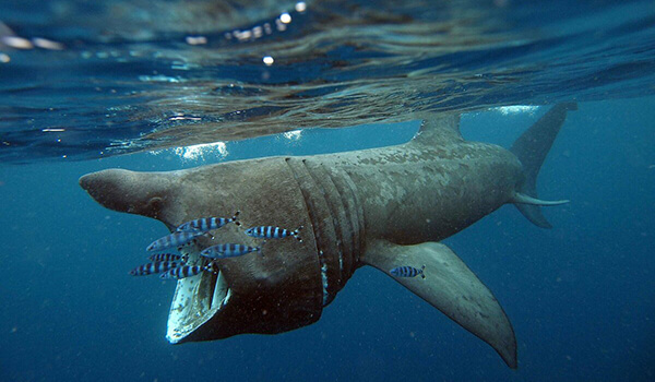 Фото: Гигантская акула из Красной книги