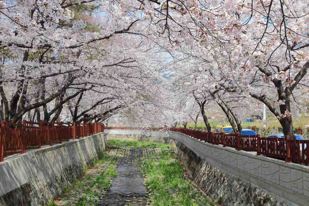 Jinhae South Korea
