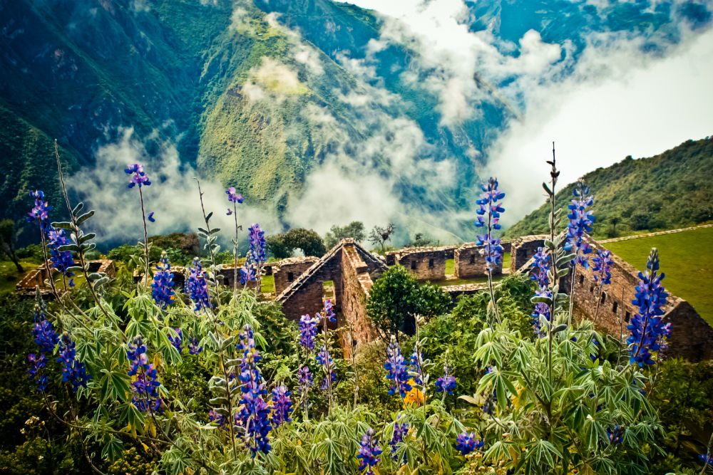 Lupins bloom above the ancient Inca ruins of Choquequirao in the Andes, Peru