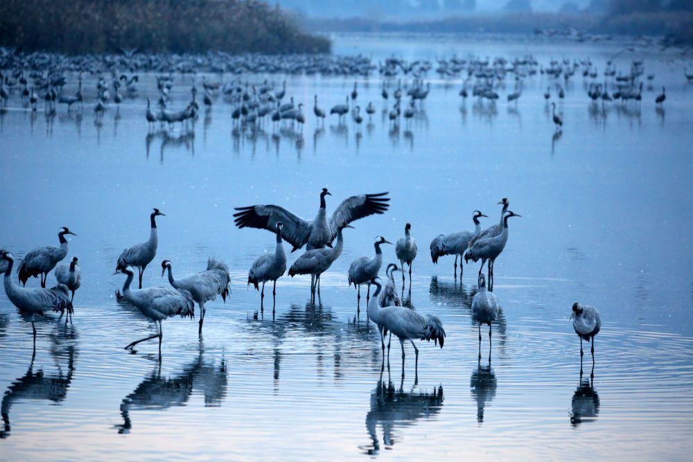 Hula Valley National Park bird migration Israel