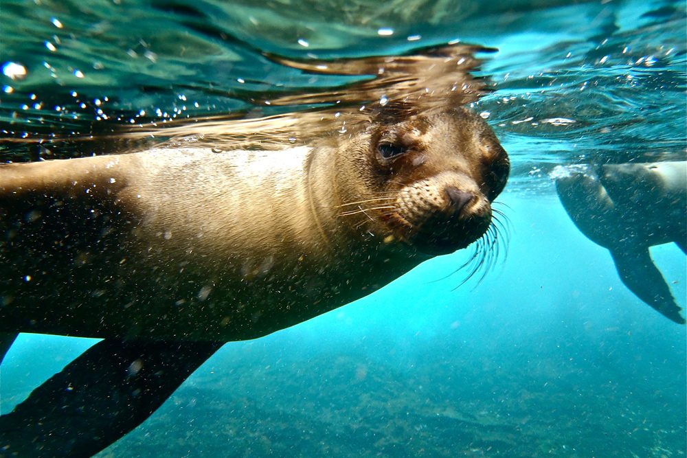 underwater photo of a sea lion in the Galapagos islands