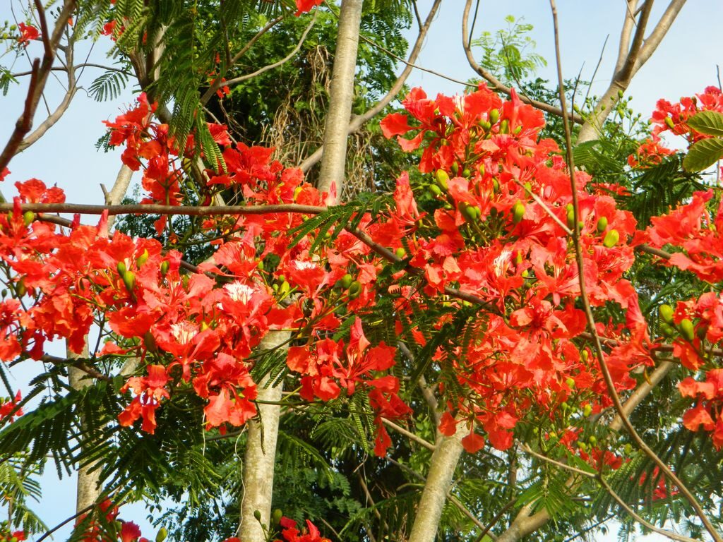 Цветущие деревья на Хайнане в мае