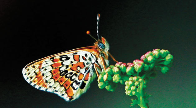 В Турции создадут «Долину бабочек»